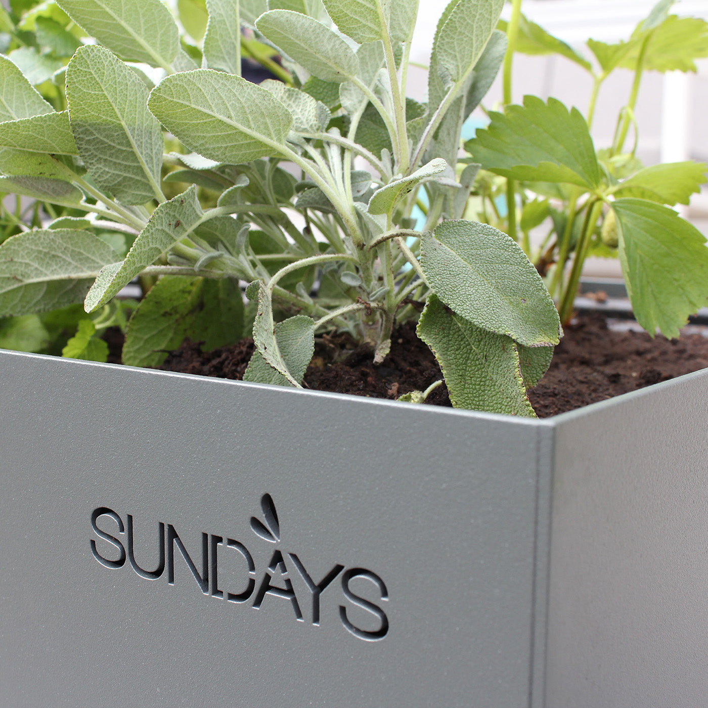 Sundays Frame - Plantekasse - Lav