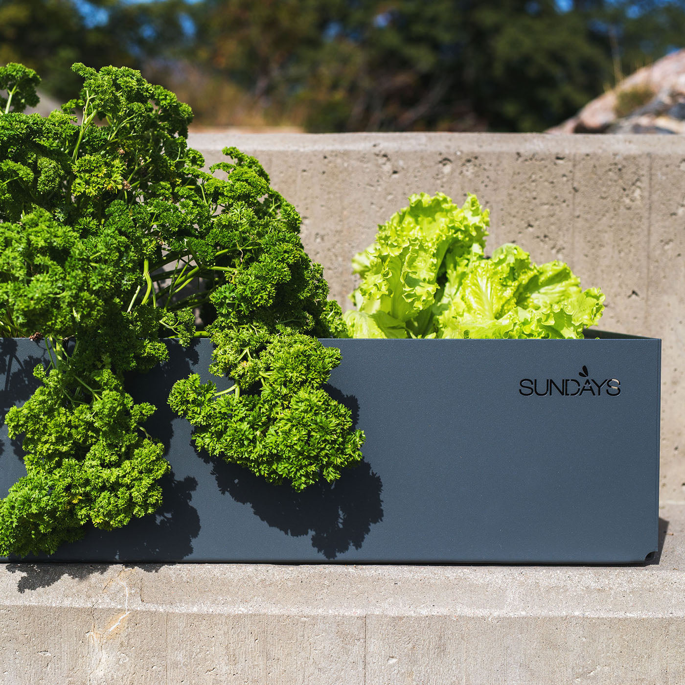 Sundays Frame - Plantekasse - Lav