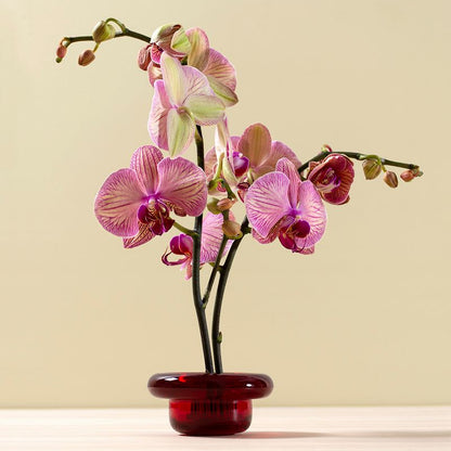 Sirkel - Lysestake - Rød